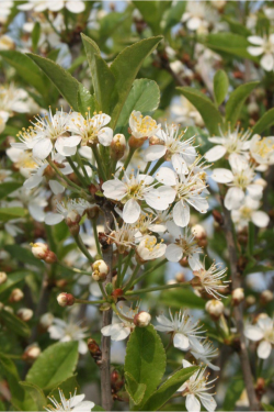 prunier-nain-boule-globosa-prunus-fruticosa-globosa-1.jpg