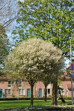 prunier-nain-boule-globosa-prunus-fruticosa-globosa-2.jpg