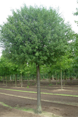 prunier-nain-boule-globosa-prunus-fruticosa-globosa.jpg