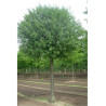PRUNUS fruticosa GLOBOSA