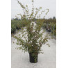 ACER palmatum En pot de 12-15 litres buisson hauteur 080-100 cm