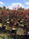 erable-du-japon-pourpre-acer-palmatum-atropurpureum-5.jpg