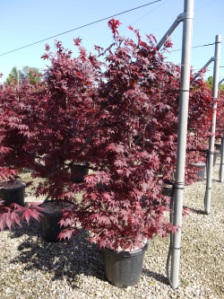 erable-du-japon-pourpre-acer-palmatum-atropurpureum-7.jpg