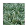 JUNIPERUS media Pfitzeriana GLAUCA