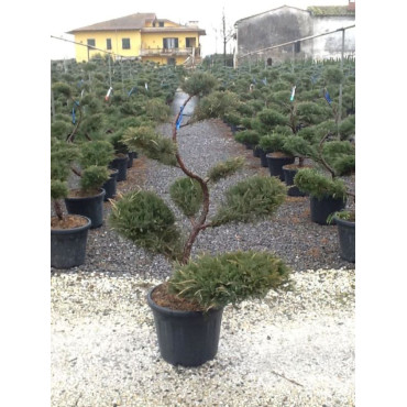 JUNIPERUS media Pfitzeriana GLAUCA En pot forme bonsaï