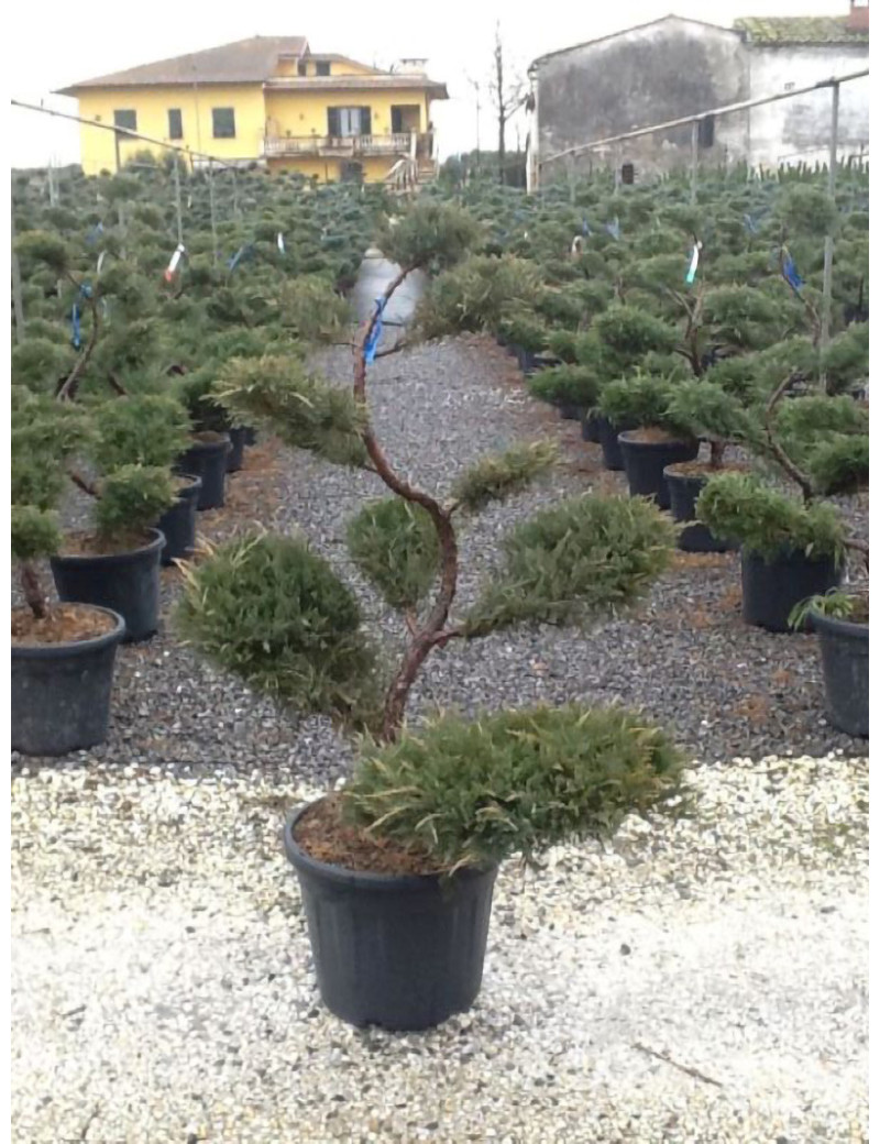 JUNIPERUS media Pfitzeriana GLAUCA En pot forme bonsaï