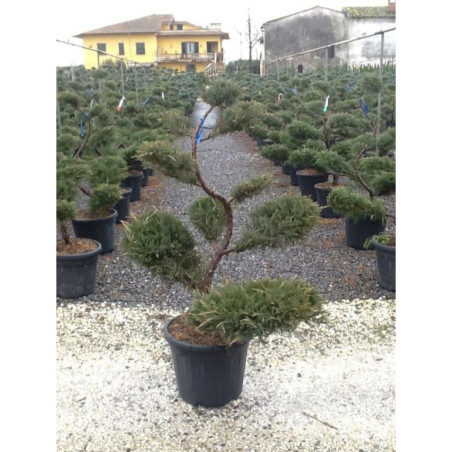 JUNIPERUS media Pfitzeriana GLAUCA En pot forme bonsaï JUNIPERUS media Pfitzeriana GLAUCA En pot forme bonsaï