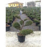 JUNIPERUS media Pfitzeriana GLAUCA En pot forme bonsaï