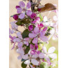 MALUS APPLETINI