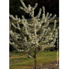MALUS RED JEWEL