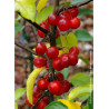 MALUS RED SENTINEL