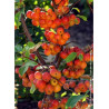 MALUS RED SENTINEL