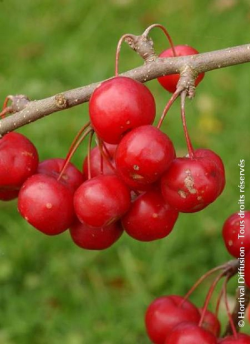 MALUS RED SENTINEL