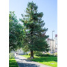SEQUOIA sempervirens