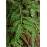 SEQUOIA sempervirens