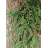 SEQUOIA sempervirens