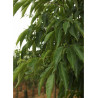 ALNUS spaethii