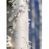 BETULA papyrifera