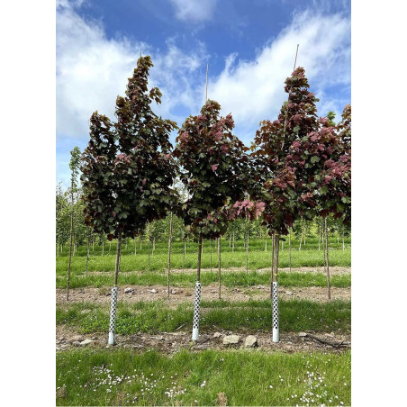 ACER pseudoplatanus SPAETHII ACER pseudoplatanus SPAETHII