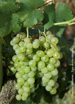 VIGNE DE TABLE CHASSELAS DE FONTAINEBLEAU