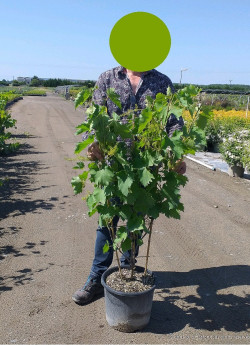 VIGNE DE TABLE En pot de 15-20 litres forme espalier