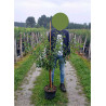 PRUNIER En pot de 10-12 litres forme gobelet