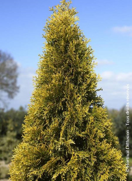 thuya-occidental-golden-smaragd-thuja-occidentalis-golden-smaragd.jpg