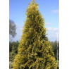 THUJA occidentalis GOLDEN SMARAGD