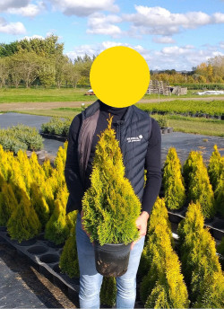 thuya-occidental-golden-smaragd-thuja-occidentalis-golden-smaragd-2.jpg