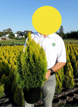 THUJA occidentalis GOLDEN SMARAGD En pot de 10-12 litres hauteur 060-080 cm