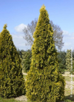 thuya-occidental-golden-smaragd-thuja-occidentalis-golden-smaragd-1.jpg