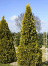 thuya-occidental-golden-smaragd-thuja-occidentalis-golden-smaragd-1.jpg