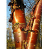PRUNUS serrula AMBER SCOTS