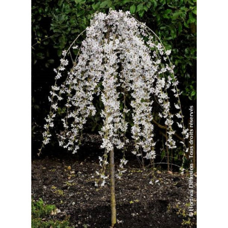 PRUNUS SNOW FOUNTAINS PRUNUS SNOW FOUNTAINS