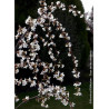 PRUNUS SNOW FOUNTAINS