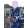 PRUNUS subhirtella AUTUMNALIS ROSEA En pot de 4-5 litres