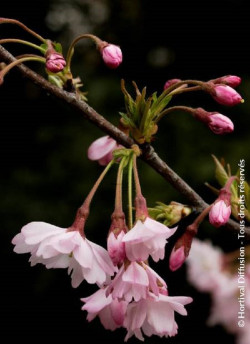 PRUNUS subhirtella AUTUMNALIS ROSEA