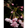 PRUNUS subhirtella AUTUMNALIS ROSEA