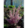PRUNUS subhirtella FUKUBANA