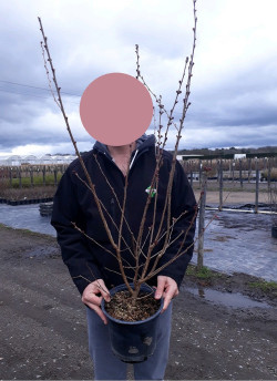 PRUNUS subhirtella FUKUBANA En pot de 4-5 litres buisson hauteur 040-060 cm