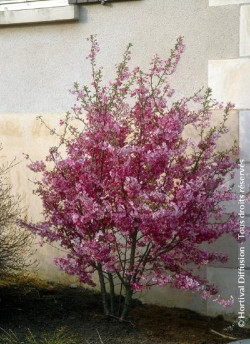 PRUNUS subhirtella FUKUBANA