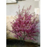 PRUNUS subhirtella FUKUBANA