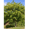 ACER buergerianum