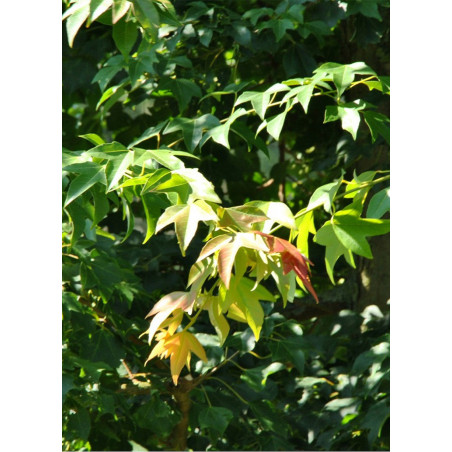 ACER buergerianum ACER buergerianum