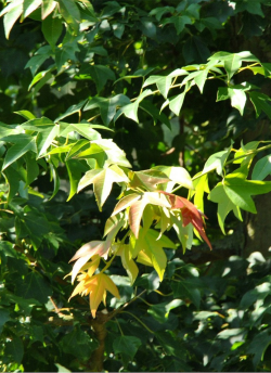 ACER buergerianum