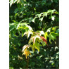 ACER buergerianum