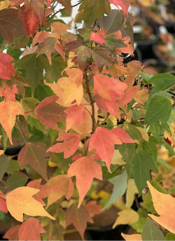 ACER buergerianum