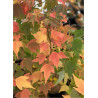 ACER buergerianum