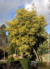 mimosa-dhiver-acacia-dealbata-1.jpg