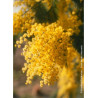 ACACIA dealbata LE GAULOIS